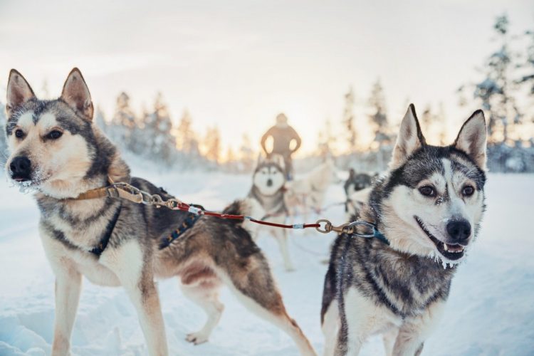 during-the-winter-guests-can-go-on-husky-safaris-and-reindeer-safaris