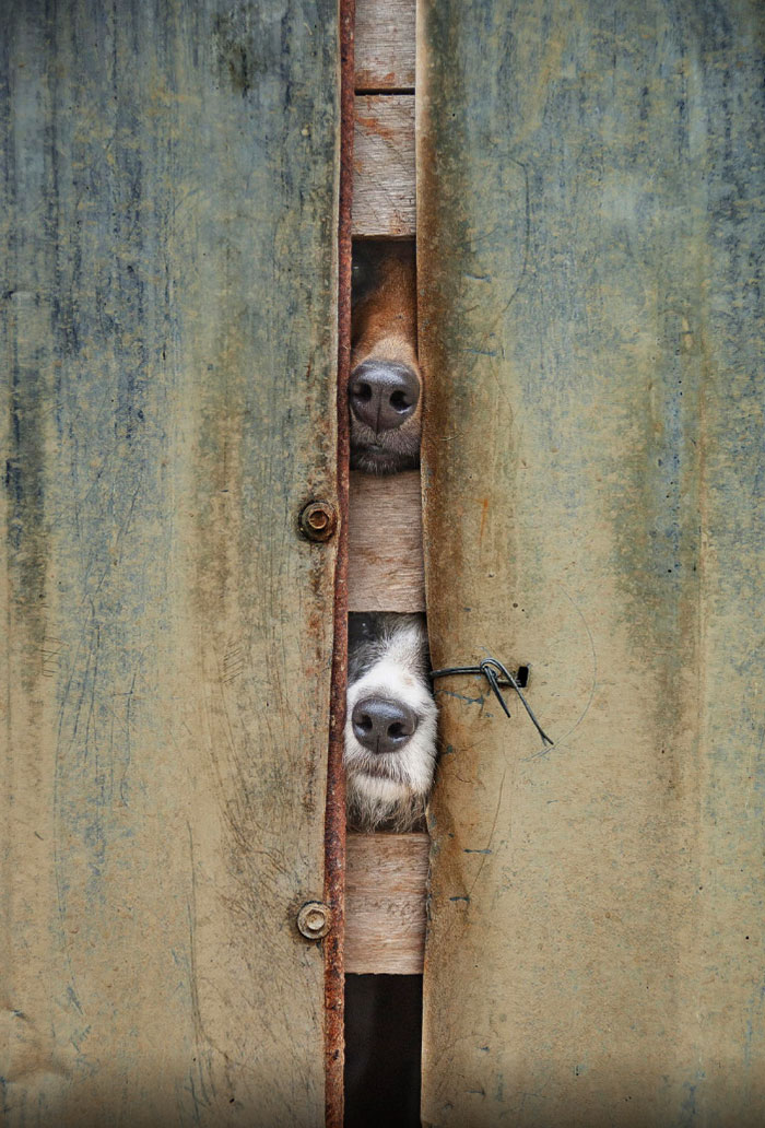 funny-dogs-sticking-heads-through-fences-28-57a449d22146d__700